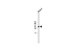 All lanes : Anti-TRBC1 Antibody (Center) at 1:500 dilution Lane 1: Molt-4 whole cell lysate Lysates/proteins at 20 μg per lane. (TRBC1 antibody  (AA 104-136))