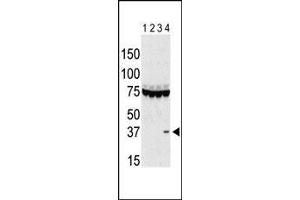 The anti-Aurora C Pab g is used in Western blot to detect Aurora C in lysates of 293 cells expressing Flag tag (lane 1), Flag-tagged Aurora A (lane 2), Flag-tagged Aurora B (lane 3), and Flag-tagged Aurora C (lane 4). (Aurora Kinase C antibody  (AA 115-145))