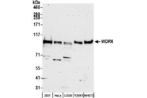 Western Blotting (WB) image for anti-WD Repeat Domain 6 (WDR6) (AA 1071-1121) antibody (ABIN7449206)