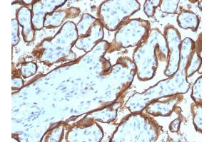 Formalin-fixed, paraffin-embedded human Placenta stained with EGFR Mouse Monoclonal Antibody (SPM341).