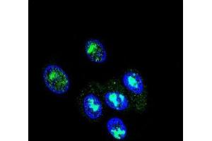 Immunofluorescence (IF) image for anti-Forkhead Box P2 (FOXP2) antibody (ABIN3002431)