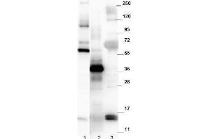 Western blot using  affinity purified anti-mouse NAG-1/GDF15 antibody. (GDF15 antibody  (C-Term))