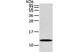 Gel: 12 % SDS-PAGE, Lysate: 40 μg, Lane: Mouse heart tissue, Primary antibody: ABIN7191847(PFDN6 Antibody) at dilution 1/250 dilution, Secondary antibody: Goat anti rabbit IgG at 1/8000 dilution, Exposure time: 20 seconds (PFDN6 antibody)