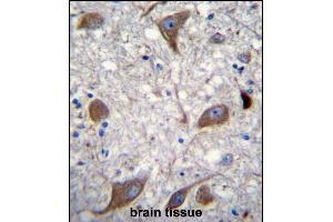 NRG3 Antibody (C-term) (ABIN1881587 and ABIN2840660) immunohistochemistry analysis in formalin fixed and paraffin embedded human brain tissue followed by peroxidase conjugation of the secondary antibody and DAB staining.