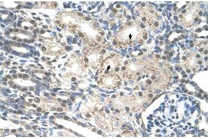 Human kidney (PRP19 antibody  (Middle Region))