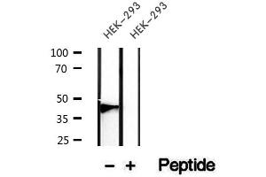 Western blot analysis of extracts of HEK-293 cells, using Podoplanin antibody. (Podoplanin antibody  (N-Term))