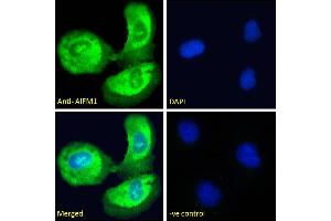 ABIN2630015-P1 Immunofluorescence analysis of paraformaldehyde fixed U2OS cells, permeabilized with 0. (AIF antibody  (C-Term))