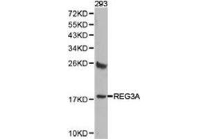 Western Blotting (WB) image for anti-Regenerating Islet-Derived 3 alpha (REG3A) antibody (ABIN1874578) (REG3A antibody)