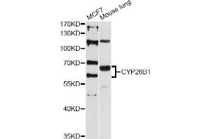 Western blot analysis of extracts of various cell lines, using CYP26B1 antibody (ABIN5997552) at 1:3000 dilution. (CYP26B1 antibody)