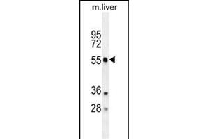 ATG4D Antibody (N-term) (ABIN655395 and ABIN2844943) western blot analysis in mouse liver tissue lysates (35 μg/lane). (ATG4D antibody  (N-Term))