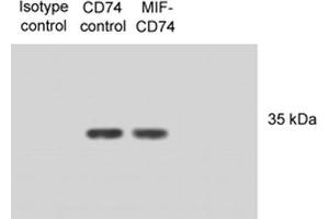 Western Blot analysis of Human N87 cell lysates showing detection of CD74 protein using Mouse Anti-CD74 Monoclonal Antibody, Clone PIN 1. (CD74 antibody  (FITC))