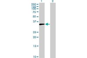 Western Blot analysis of AKR1D1 expression in transfected 293T cell line by AKR1D1 MaxPab polyclonal antibody. (AKR1D1 antibody  (AA 1-326))