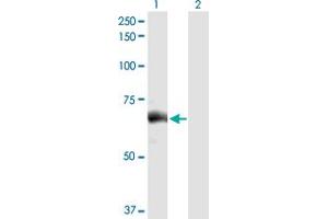 Western Blot analysis of SLC27A5 expression in transfected 293T cell line by SLC27A5 MaxPab polyclonal antibody. (SLC27A5 antibody  (AA 1-690))