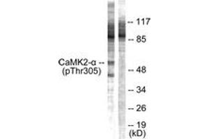 Western blot analysis of extracts from NIH-3T3 cells, using CaMK2 alpha/beta/delta (Phospho-Thr305) Antibody. (CaMK2 alpha/beta/delta antibody  (pThr305))