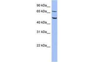 Image no. 1 for anti-Replication Initiator 1 (REPIN1) (C-Term) antibody (ABIN6742823) (REPIN1 antibody  (C-Term))