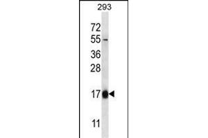 HBQ1 Antibody (N-term) (ABIN656920 and ABIN2846115) western blot analysis in 293 cell line lysates (35 μg/lane). (HBQ1 antibody  (N-Term))
