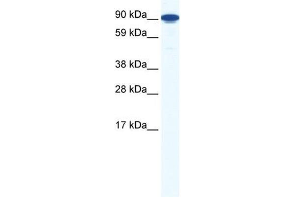 ZFY1 antibody  (Middle Region)