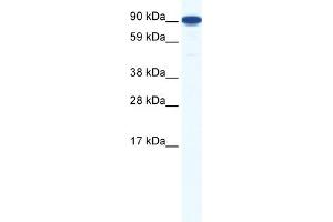 ZFY1 antibody  (Middle Region)