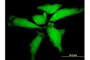 Immunofluorescence of purified MaxPab antibody to NTN5 on HeLa cell. (Netrin 5 antibody  (AA 1-489))