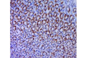 Paraformaldehyde-fixed, paraffin embedded rat stomach, Antigen retrieval by boiling in sodium citrate buffer (pH6. (BTG1, BTG2 (AA 41-140) antibody)