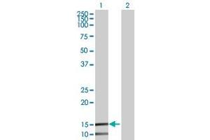 IFITM2 antibody  (AA 1-132)