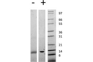 SDS-PAGE of Human Galectin-1 Recombinant Protein SDS-PAGE of Human Galectin-1 Recombinant Protein. (LGALS1/Galectin 1 Protein)