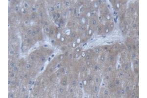 Detection of POFUT1 in Human Liver Tissue using Polyclonal Antibody to Protein O-Fucosyltransferase 1 (POFUT1) (POFUT1 antibody  (AA 238-388))