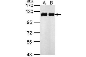 WB Image Sample (30 ug of whole cell lysate) A: H1299 B: Hela 7. (KAP1 antibody)