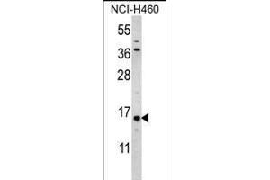 HIST3H3 Antibody (Center) (ABIN656159 and ABIN2845490) western blot analysis in NCI- cell line lysates (35 μg/lane). (Histone 3 antibody  (AA 50-78))