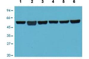 Western Blot analysis of Lane 1: A549 cell, Lane 2: rat brain tissue, Lane 3: mouse brain tissue, Lane 4: chicken lung tissue, Lane 5: rabbit testis tissue and Lane 6: sheep muscle tissue. (TUBB3 antibody  (C-Term))