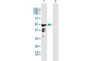 Western Blot analysis of PEG10 expression in transfected 293T cell line by PEG10 MaxPab polyclonal antibody. (PEG10 antibody  (AA 1-325))