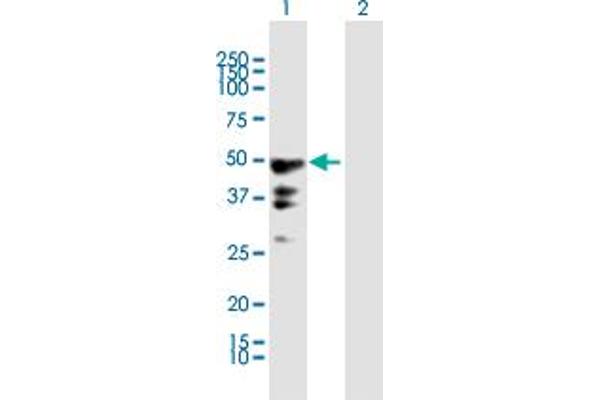 PEG10 antibody  (AA 1-325)