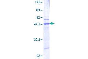 ARL1 Protein (AA 1-181) (GST tag)