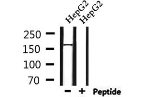 Western blot analysis of extracts from HepG2, using PIK3C2A Antibody. (PIK3C2A antibody  (C-Term))