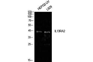 Western Blotting (WB) image for anti-Interleukin 13 Receptor, alpha 2 (IL13RA2) (Internal Region) antibody (ABIN6282532)