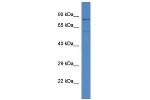 Western Blot showing Sgk3 antibody used at a concentration of 1.