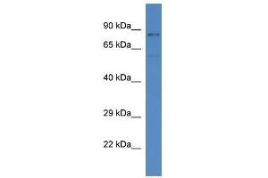 Western Blot showing Sgk3 antibody used at a concentration of 1. (SGK3 antibody  (C-Term))