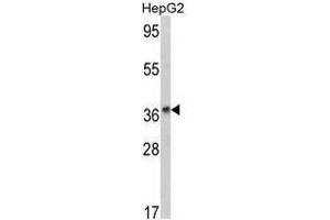 Image no. 1 for anti-Alcohol Dehydrogenase 1B (Class I), beta Polypeptide (ADH1B) (AA 216-245) antibody (ABIN452722) (ADH1B antibody  (AA 216-245))