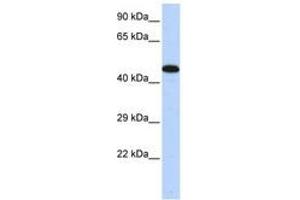 Image no. 1 for anti-A Kinase (PRKA) Anchor Protein 5 (AKAP5) (C-Term) antibody (ABIN6740484) (AKAP5 antibody  (C-Term))