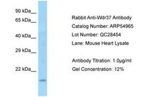 Image no. 1 for anti-WD Repeat Domain 37 (WDR37) (N-Term) antibody (ABIN6749931) (WDR37 antibody  (N-Term))