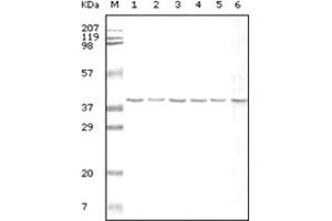 Western Blotting (WB) image for anti-Glyceraldehyde-3-Phosphate Dehydrogenase (GAPDH) antibody (ABIN2464055) (GAPDH antibody)