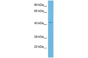 Host:  Rabbit  Target Name:  RNF135  Sample Tissue:  Human OVCAR-3 Whole Cell  Antibody Dilution:  1ug/ml (RNF135 antibody  (Middle Region))