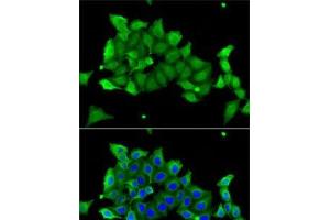 Immunofluorescence analysis of A-549 cells using CA1 Polyclonal Antibody