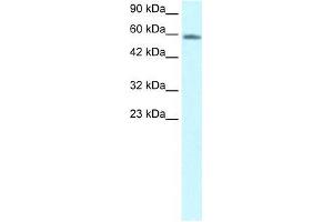 Human HepG2; WB Suggested Anti-CHES1 Antibody Titration: 1. (FOXN3 antibody  (C-Term))