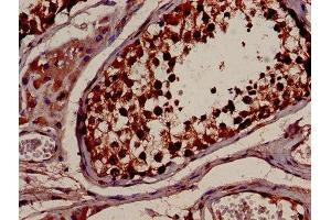 IHC image of ABIN7142083 diluted at 1:600 and staining in paraffin-embedded human testis tissue performed on a Leica BondTM system. (YWHAB antibody  (AA 1-246))