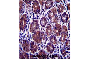 EIF2S1 Antibody (N-term) (ABIN657392 and ABIN2846433) immunohistochemistry analysis in formalin fixed and paraffin embedded human stomach tissue followed by peroxidase conjugation of the secondary antibody and DAB staining. (EIF2S1 antibody  (N-Term))