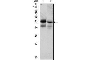 Western blot analysis using EPCAM mouse mAb against HTC116 (1) and T47D (2) cell lysate.