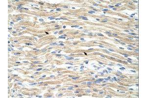 Image no. 1 for anti-Exosome Component 6 (EXOSC6) (N-Term) antibody (ABIN202141) (EXOSC6 antibody  (N-Term))