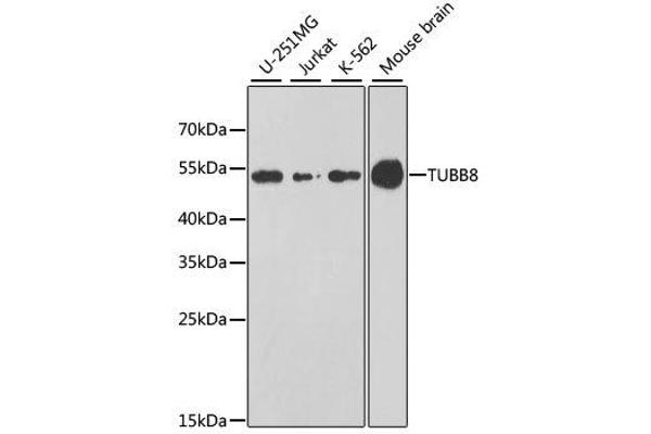 Tubulin, beta 8 antibody
