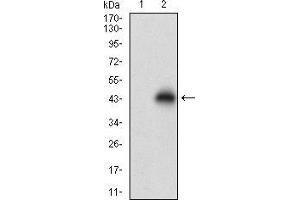 Western blot analysis using TCL1A mAb against HEK293 (1) and TCL1A (AA: 10-104)-hIgGFc transfected HEK293 (2) cell lysate. (TCL1A antibody  (AA 10-104))